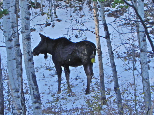 Cow Moose and October Snow. Photo by Scott Almdale.