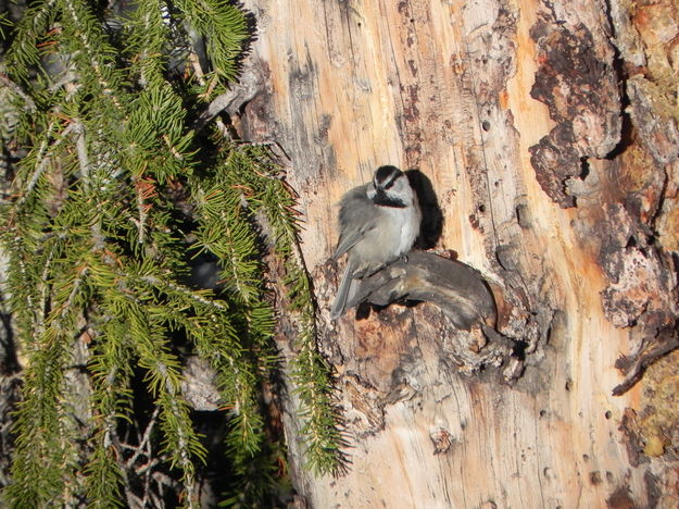 Black-Capped Chickadee . Photo by Scott Almdale.