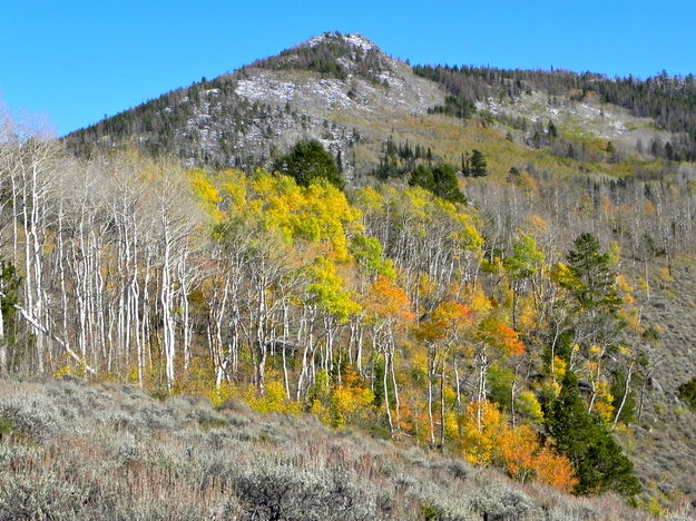 Snow-laden Fortification Mountain and Aspens. Photo by Scott Almdale.