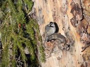 Black-Capped Chickadee . Photo by Scott Almdale.