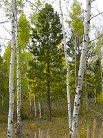 A rare Ponderosa Pine in the Fremont Lake Canyon Region. Photo by Scott Almdale.