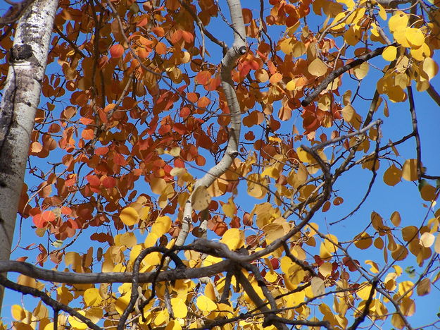 Red and yellow aspen leaves. Photo by Scott Almdale.