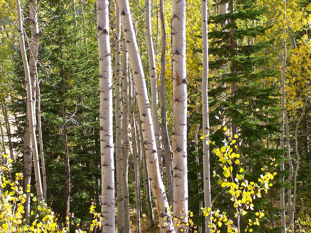 Aspen symmetry & fall color. Photo by Scott Almdale.