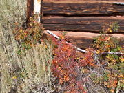 wild rose, sage brush, logs. Photo by Scott Almdale.