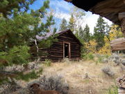log cabin and lodgepole pine. Photo by Scott Almdale.