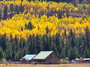 A Merna historic ranch & aspens in full fall glory. Photo by Scott Almdale.