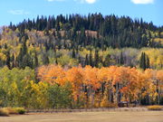 Orange aspens at Horse Creek Trailhead. Photo by Scott Almdale.