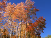 Aspen Fall Color with Orange & red shades . Photo by Scott Almdale.