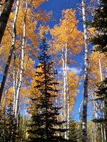 Subalpine Fir & aspens & blue sky. Photo by Scott Almdale.