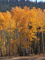 Aspen color in the early evening sunlight. Photo by Scott Almdale.