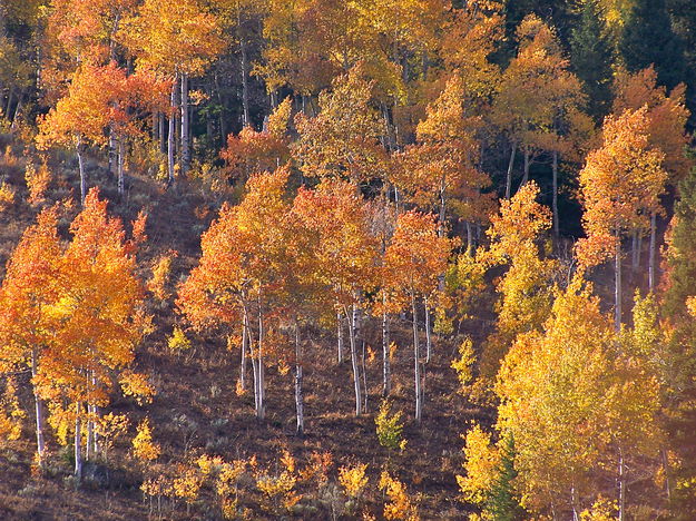 Aspens in full autumn glory. Photo by Scott Almdale.