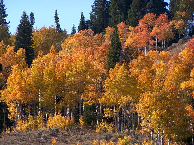 Aspen Brilliant Colors. Photo by Scott Almdale.