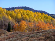 A Moose-Gypsum Ranch & aspens. Photo by Scott Almdale.