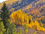 Aspens and sage brush. Photo by Scott Almdale.