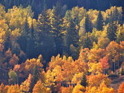 A nice contrast between Englemann spruces and aspens in full fall colors. Photo by Scott Almdale.