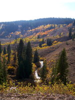 Moose-Gypsum Creek. Photo by Scott Almdale.