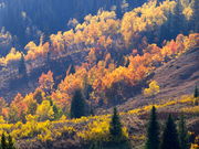 Aspen Fall color cascading down the sage brush slopes. Photo by Scott Almdale.