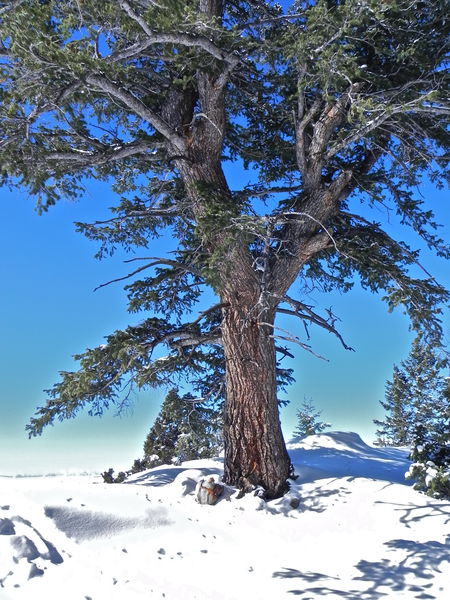 A mammoth, ancient Douglas-Fir at the windswept ridge overlooking Fremont Lake. Photo by Scott Almdale.