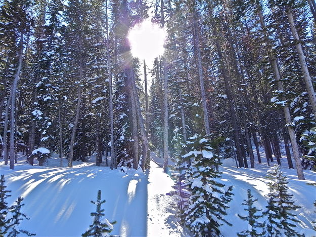 The sun peeking through a lodgepole pine forest off the trail. Photo by Scott Almdale.