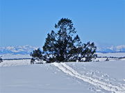 A nordic ski trail toward nowwhere. Photo by Scott Almdale.