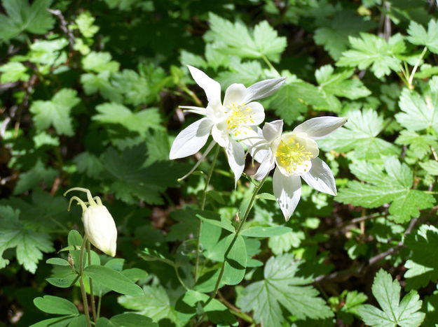 Wyoming columbine. Photo by Scott Almdale.