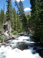 Englemann Spruces leaning over Fremont Creek Gorge. Photo by Scott Almdale.