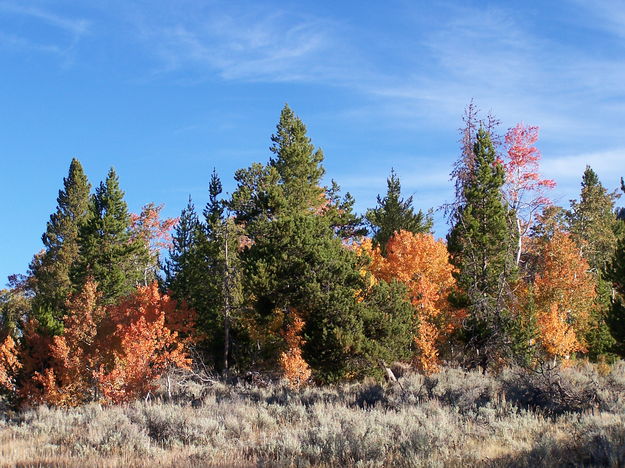 Kelly Loop Trail Fall Color. Photo by Scott Almdale.