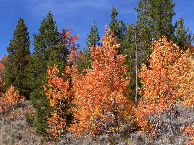 Orange aspens near Kelly Loop Park. Photo by Scott Almdale.