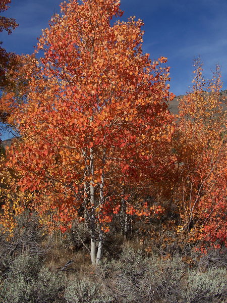 A gorgeous aspen speciman. Photo by Scott Almdale.