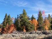 Kelly Loop Trail Fall Color. Photo by Scott Almdale.