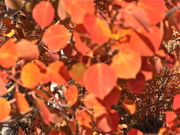 Aspen leaves in bright, blurred orange and red colors. Photo by Scott Almdale.