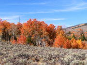 Aspen groves with different colors in sage-brush hills . Photo by Scott Almdale.