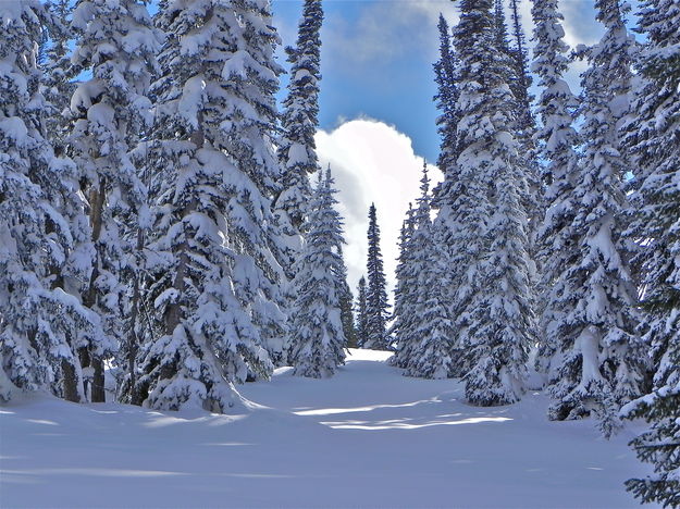 Snow-laden Spruces and Firs. Photo by Scott Almdale.