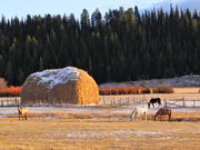 A Haystack with horses. Photo by Scott Almdale.