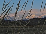 Tall Hay Silhouette. Photo by Scott Almdale.