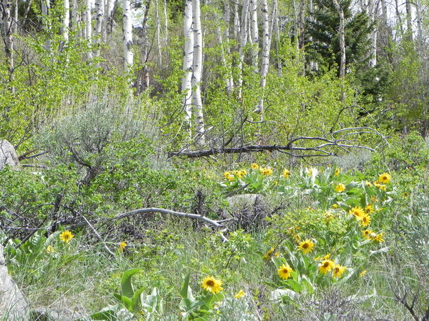 Arrowleaf Balsamroot and Quaking Aspens. Photo by Scott Almdale.