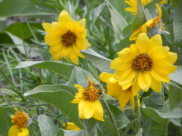 Arrowleaf Balsamroot    . Photo by Scott Almdale.