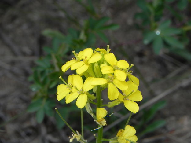 Hedge Mustard. Photo by Scott Almdale.