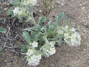 Heart-Leaved Bittercress. Photo by Scott Almdale.