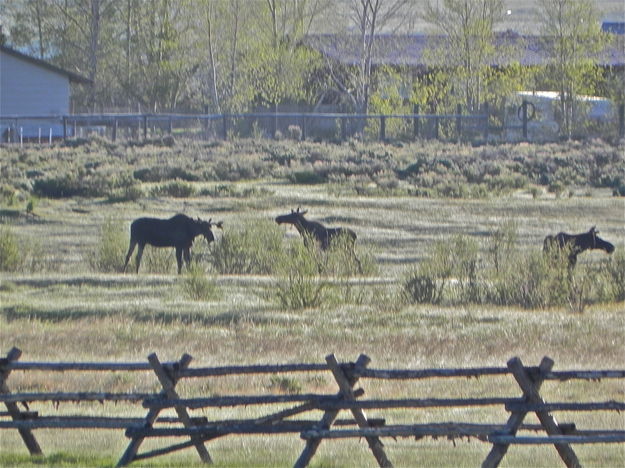 3 moose in Duck Creek wildlife refuge area. Photo by Scott Almdale.