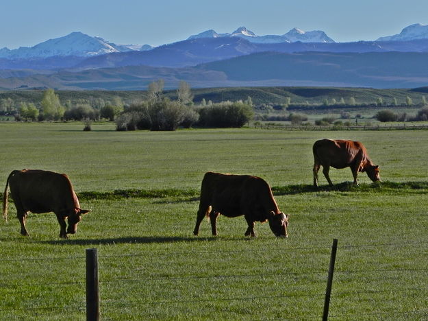 Green Grass...wow!  Let's feast!. Photo by Scott Almdale.