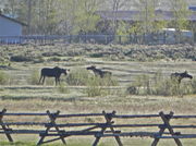 3 moose in Duck Creek wildlife refuge area. Photo by Scott Almdale.