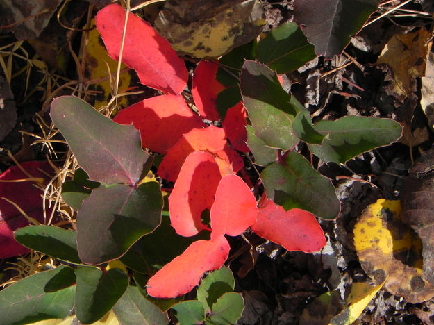 Oregon Grape Holly. Photo by Scott Almdale.