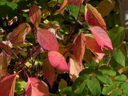 Redosier (red stem) Dogwood. Photo by Scott Almdale.