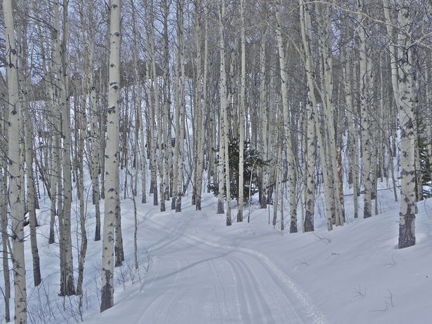Nicely groomed trail through an aspen grove. Photo by Scott Almdale.