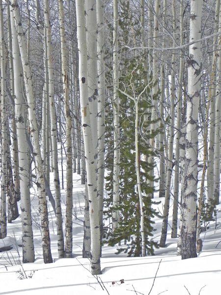 A Lone Lodgepole Pine among Quaking Aspens. Photo by Scott Almdale.