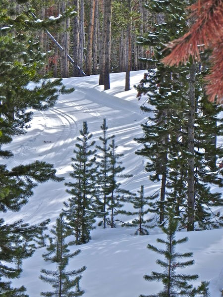 A ski trail winding through a lodgepole pine forest. Photo by Scott Almdale.