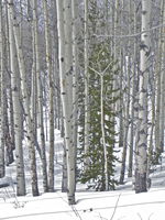 A Lone Lodgepole Pine among Quaking Aspens. Photo by Scott Almdale.