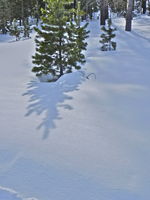 A symbolic shadow showing birth of a new Lodgepole Pine forest. Photo by Scott Almdale.
