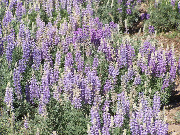 road side lupines. Photo by Scott Almdale.